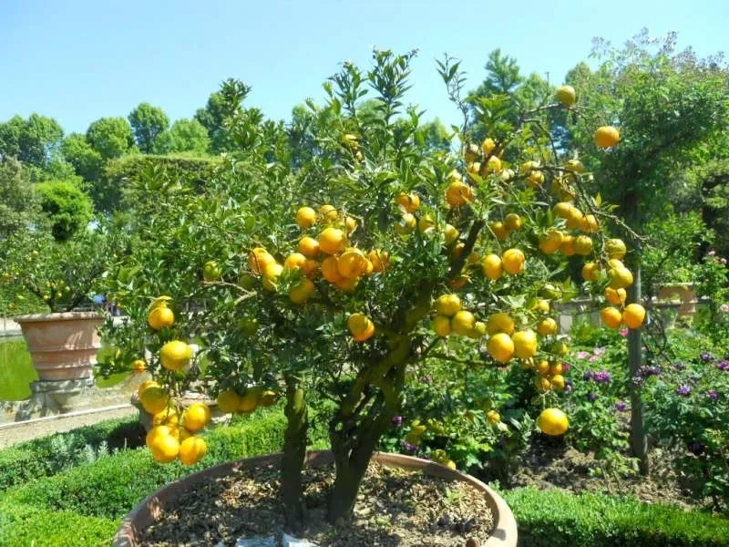 agrumi in vaso