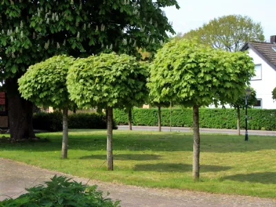 Alberi da giardino piccoli