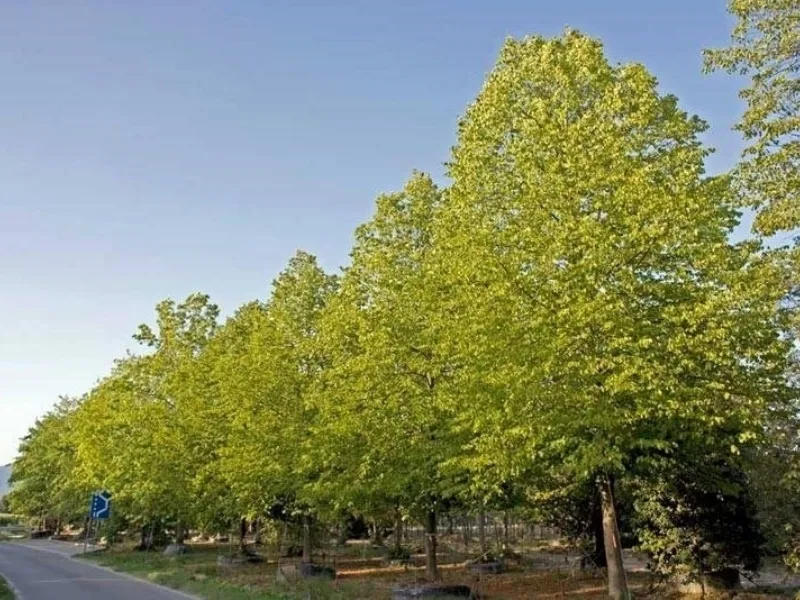 Alberi da giardino a crescita rapida