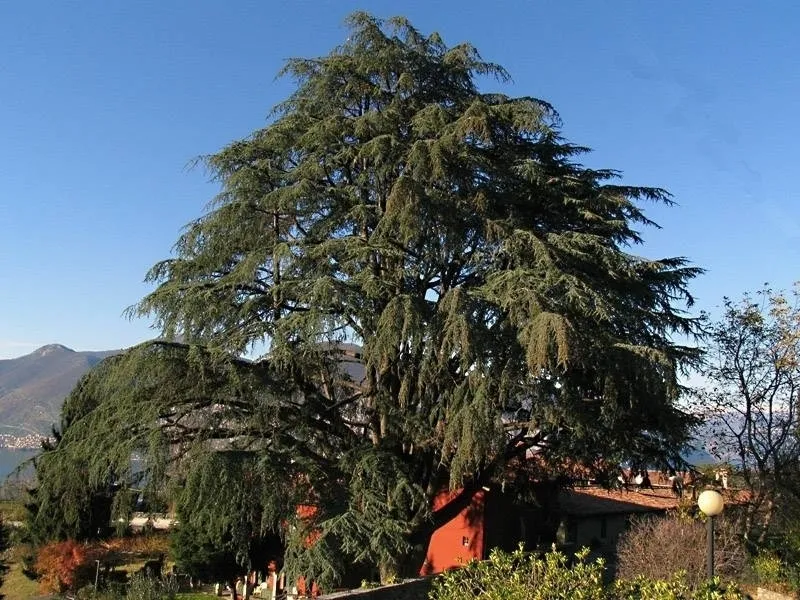 I prezzi degli alberi da giardino
