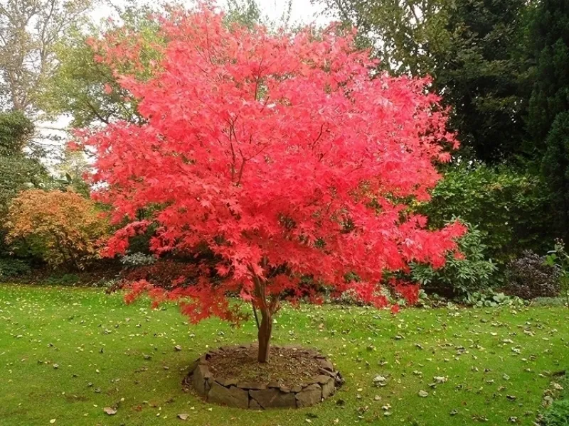 Quando piantare gli alberi da giardino