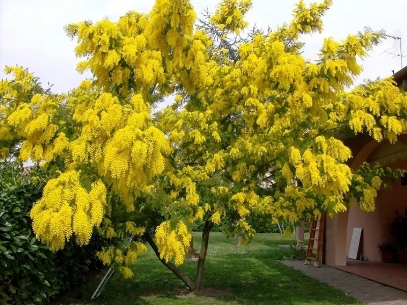 Alberi da giardino con poca manutenzione
