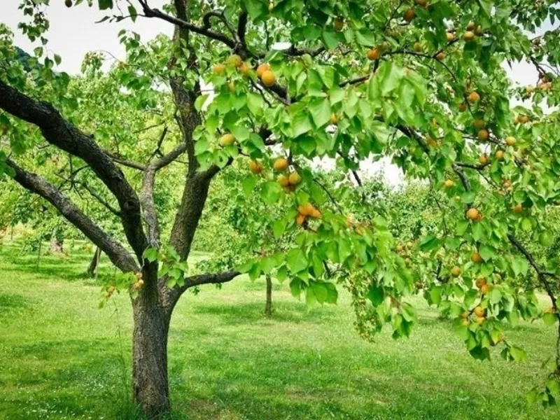 Alberi da frutto per giardino