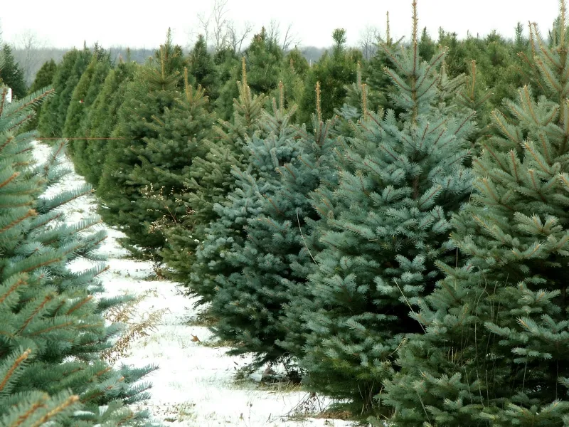 Albero di natale vero prezzo