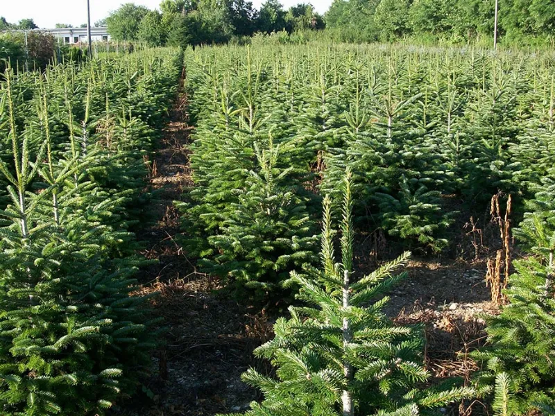 Gli alberi di Vivai Piante Marchesan 