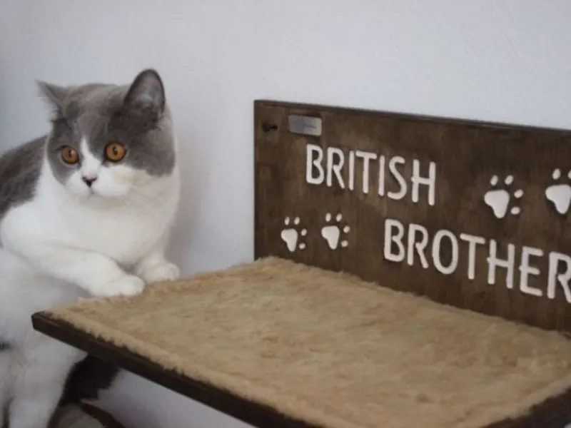 Arredi per cani e gatti