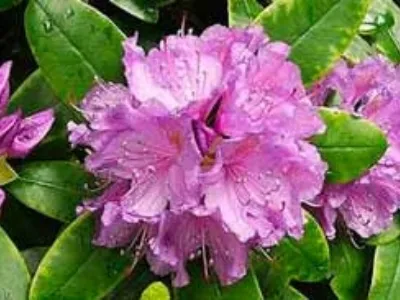 Piante da giardino
