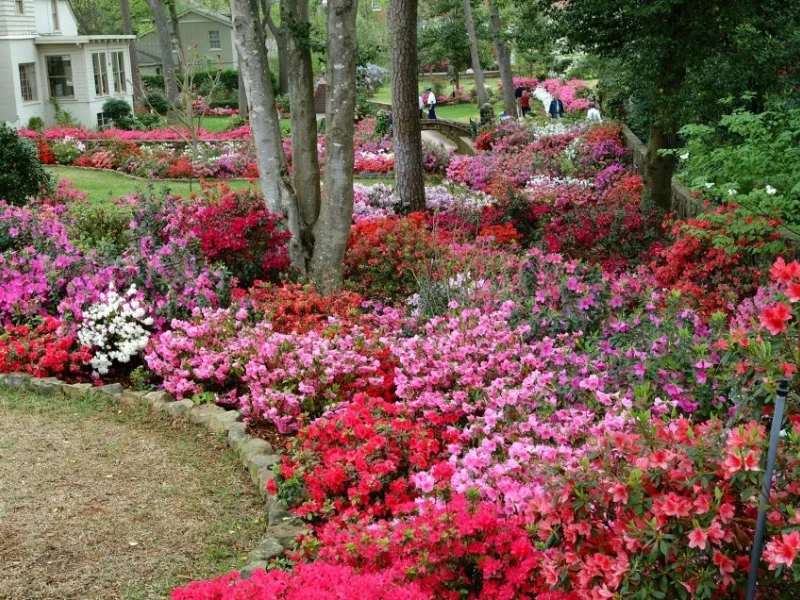 Azalee