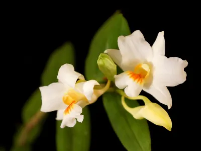 Orchidea bianca Dendrobium