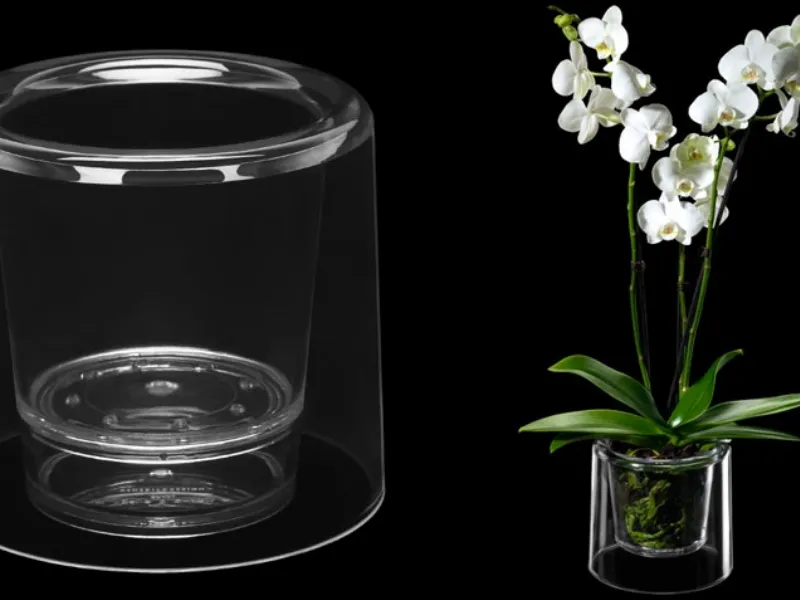 Orchidea in vaso trasparente