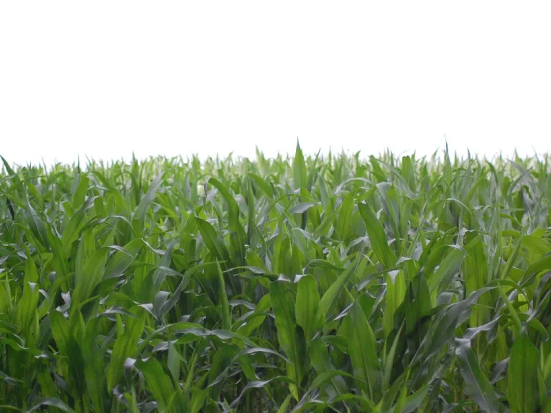Risparmiare con la caldaia a biomassa