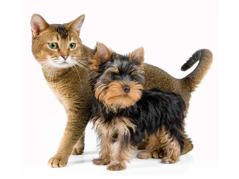 cane e gatto