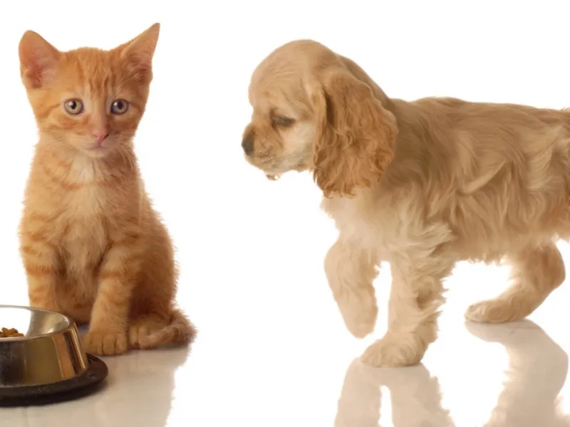 cane e gatto