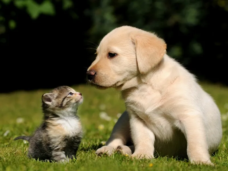 cane e gatto
