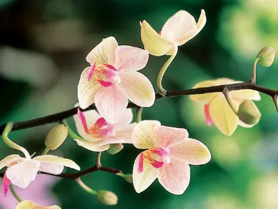 Come piantare le orchidee