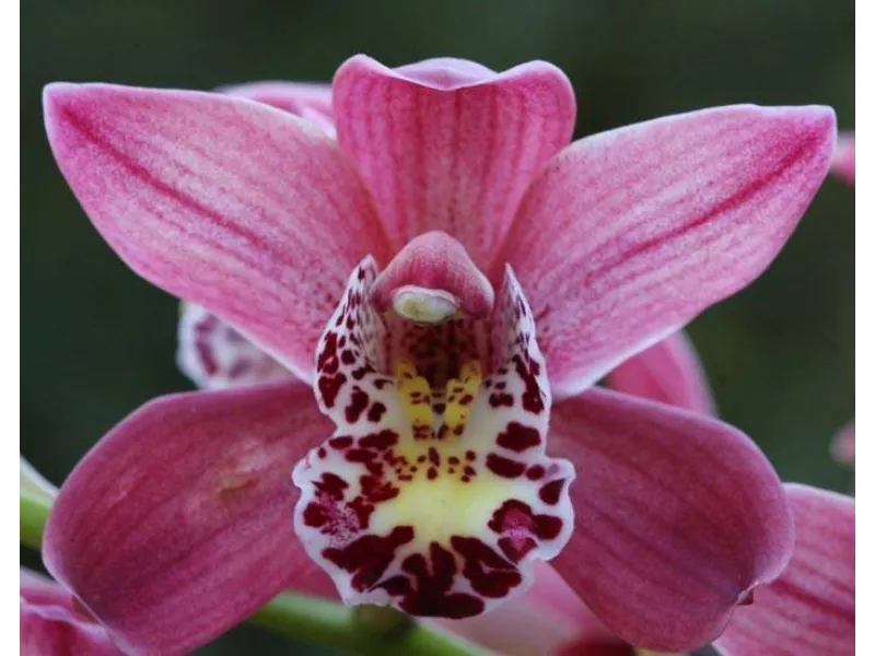 Orchidee cura