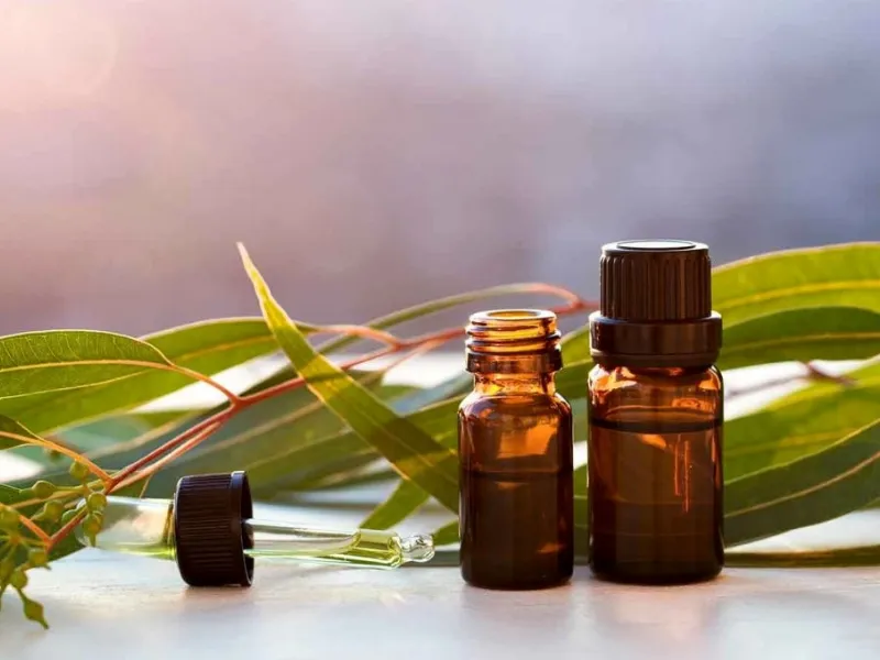 Olio di eucalipto, ottimo disinfettante per la casa
