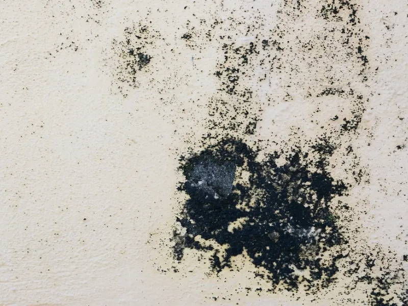 La muffa è un micro-organismo che si sviluppa attraverso spore