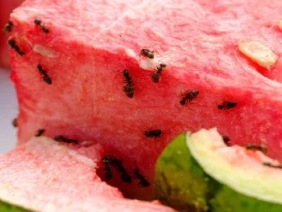 Le formiche arrivano in casa attratte da cibo e acqua
