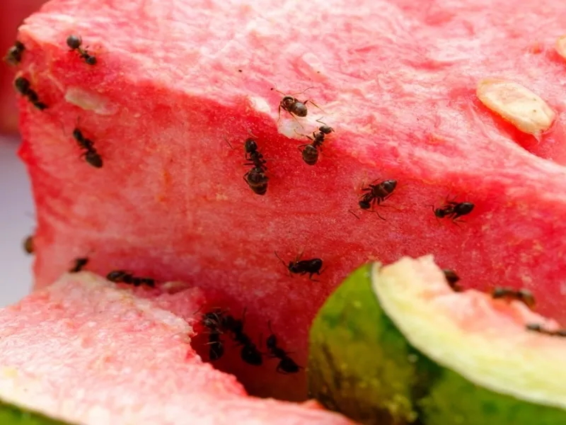 Le formiche arrivano in casa attratte da cibo e acqua