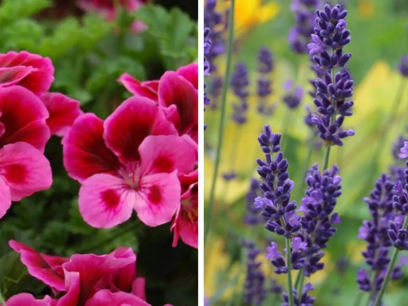 Geranio odoroso e  lavanda officinale, metodi naturali contro le zanzare