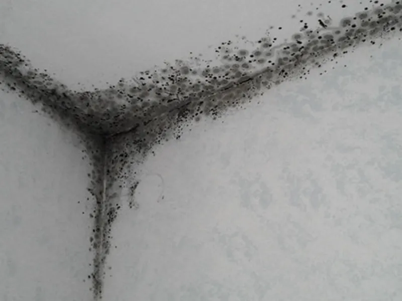 Come eliminare la muffa in casa