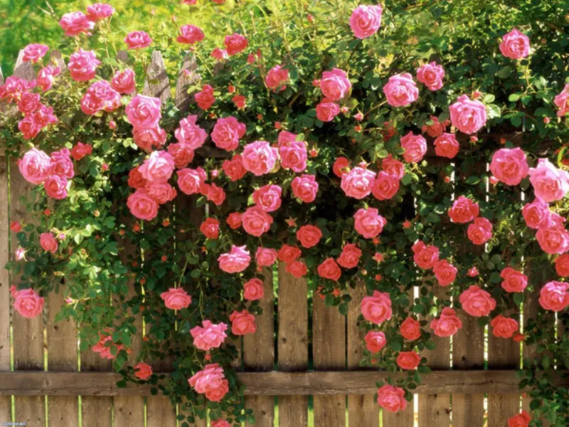 rose in giardino