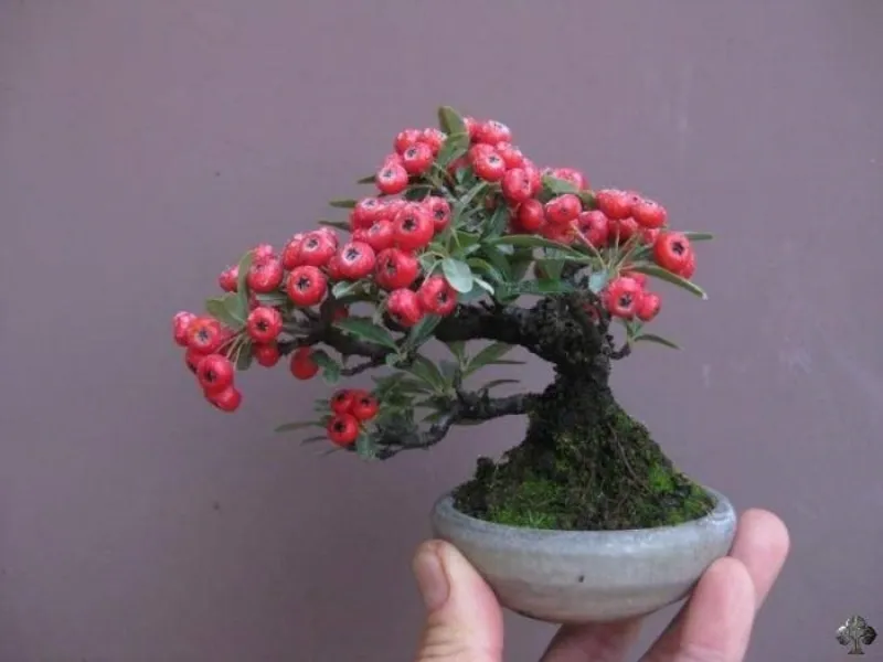 bonsai