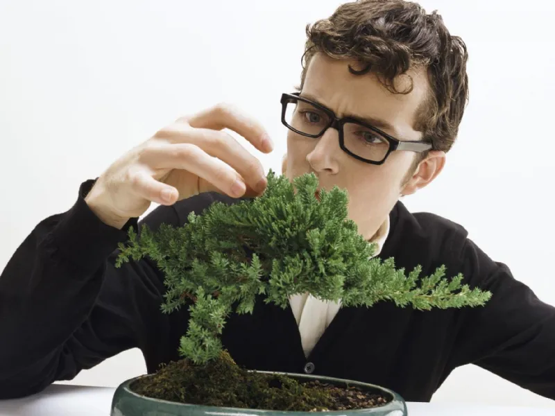 bonsai