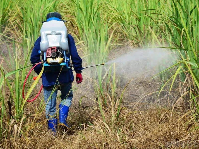 Erbicida spruzzato sul granoturco