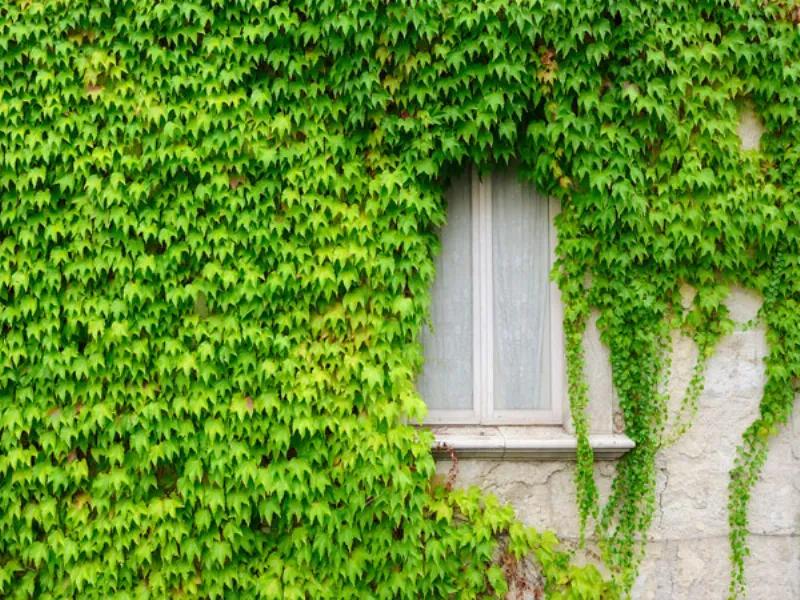 edera verde