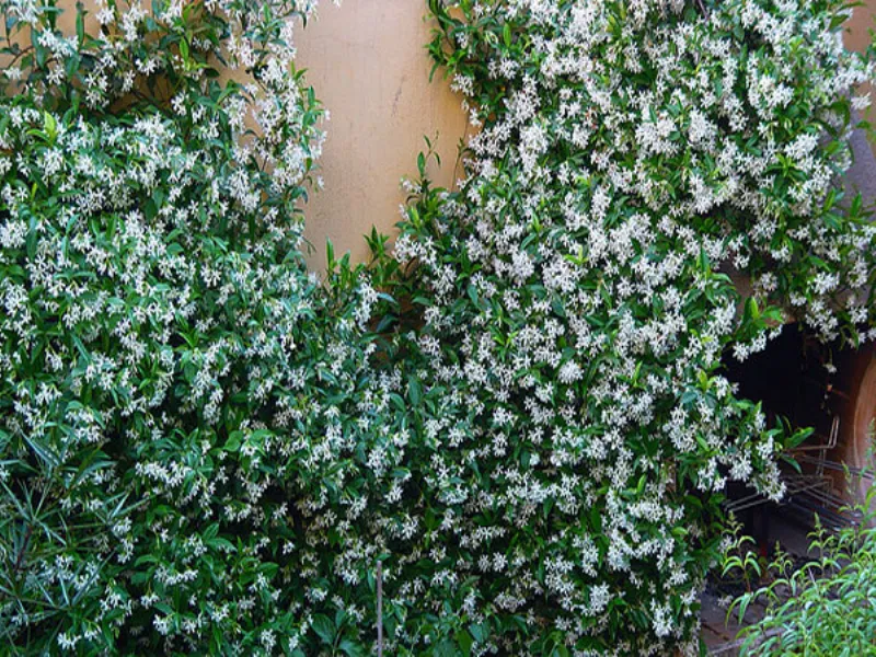 falso gelsomino giardino