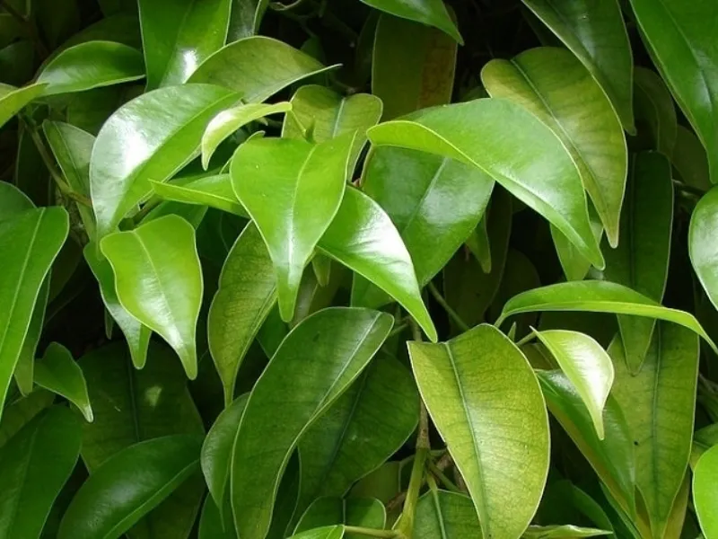 Ficus pianta da appartamento foglie