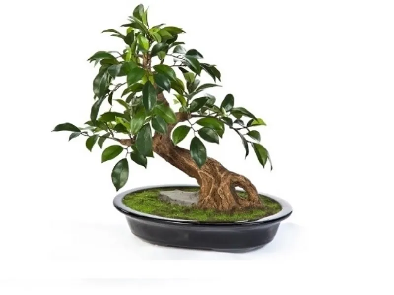 Bonsai Ficus Benjamin Artplants