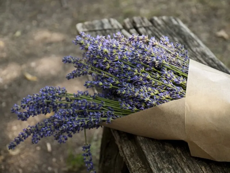 lavanda balcone