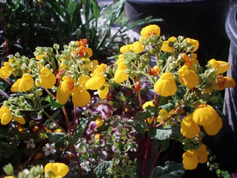 giardini fioriti