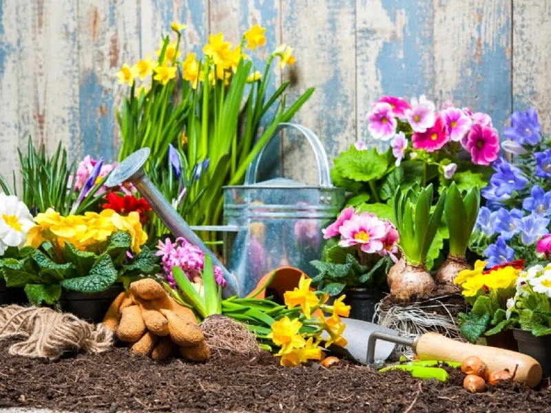 Fiori da giardino come curarli