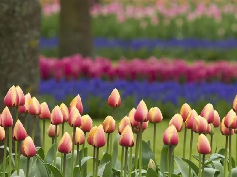Fiori da giardino tulipani e bulbi