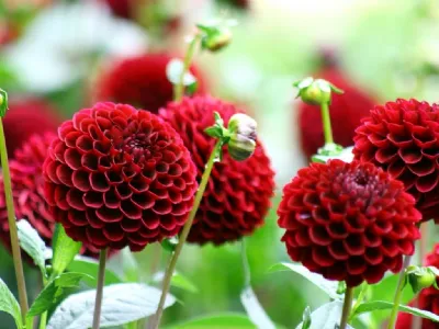 Fiori da seminare a marzo