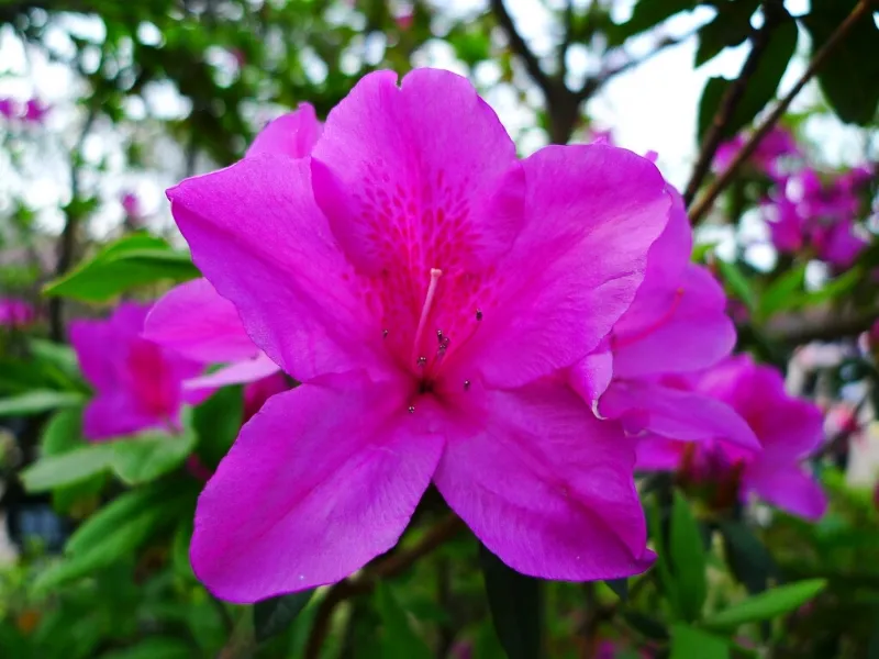 Fiori da piantare in primavera