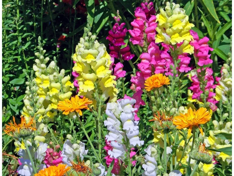 Fiori da piantare in giardino
