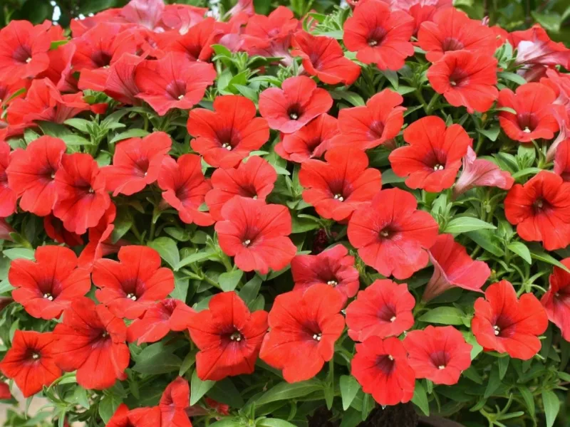 Fiori da esterno primaverili