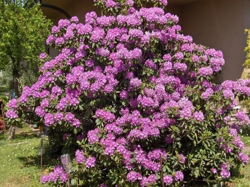 Una pianta di Rododendro