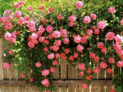Fiori per giardino esposto al sole