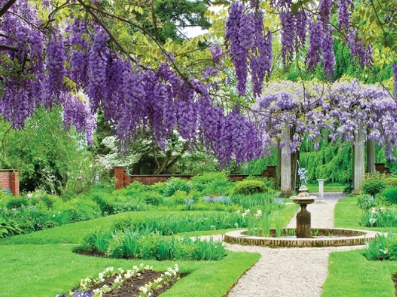 Fiori per giardino in ombra