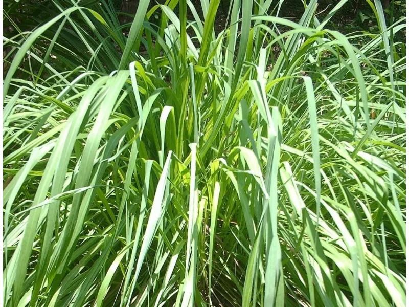 Piante da sole