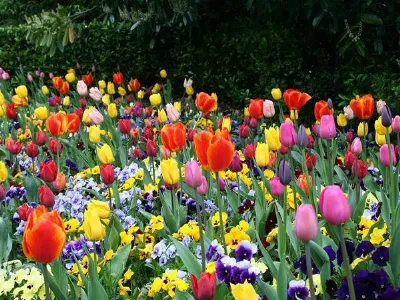 tulipani in giardino