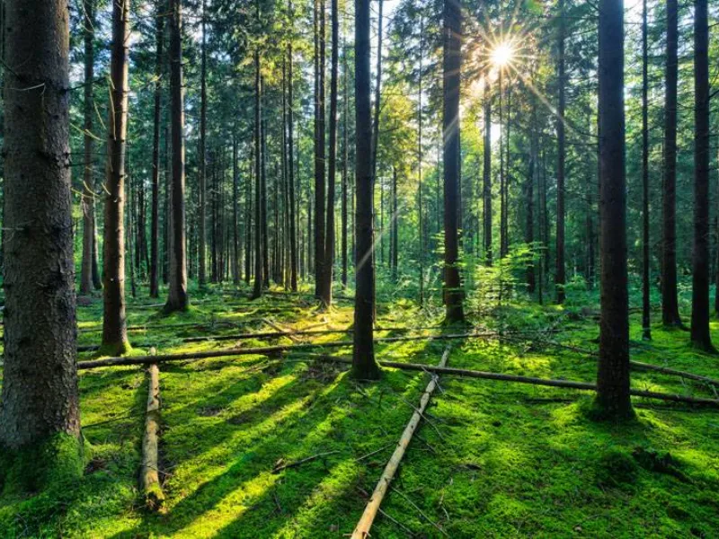 una foresta, fonte di energia rinnovabile