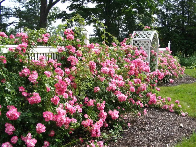 rose in giardino