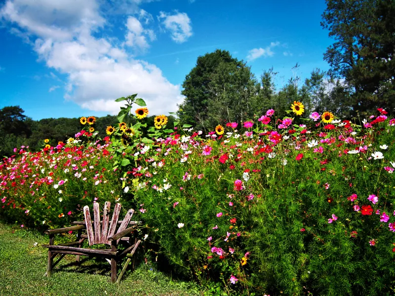 girasoli e fiori colorati